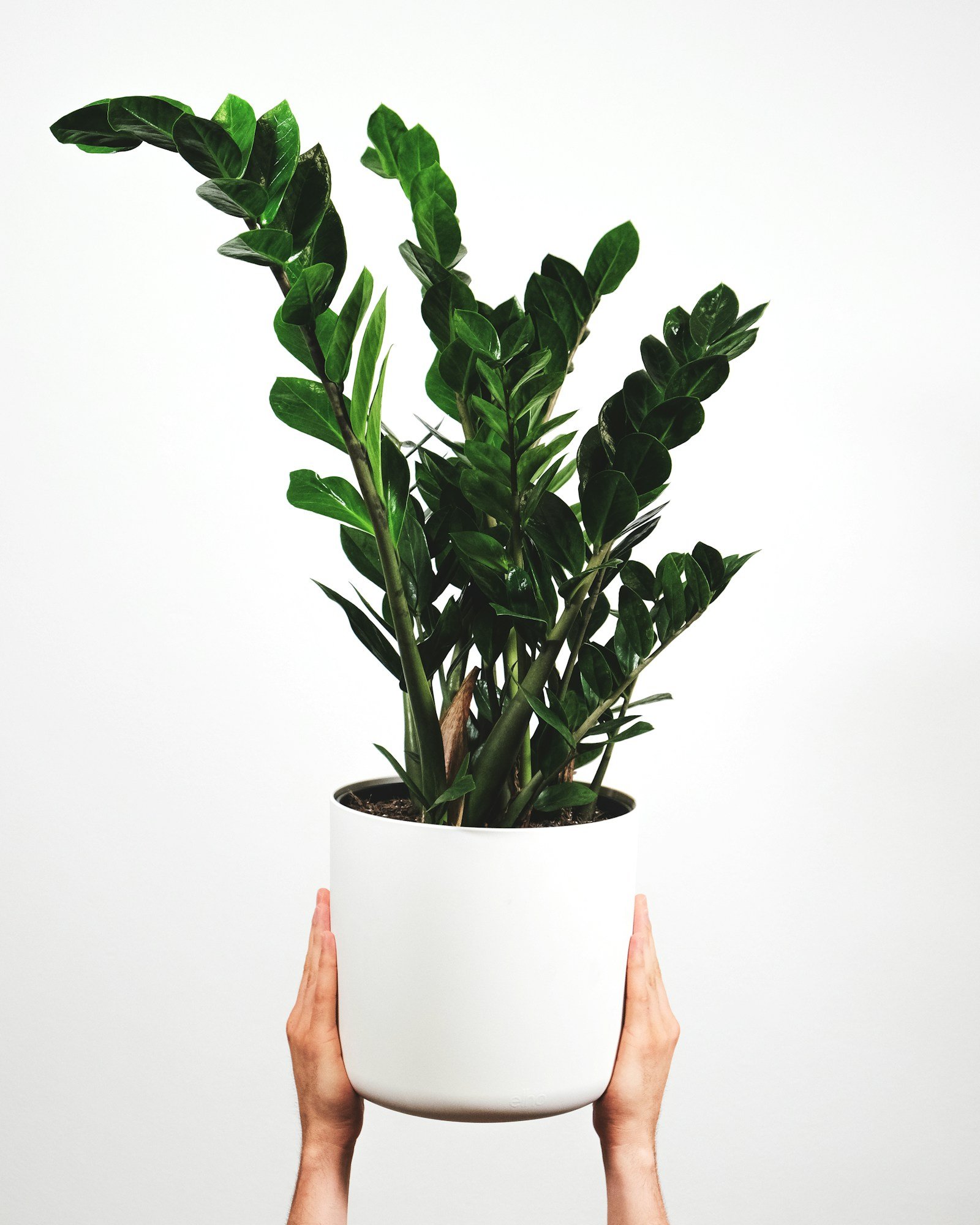 Ficus Lyrata o hoja de violín, planta ideal para macetero autorregante