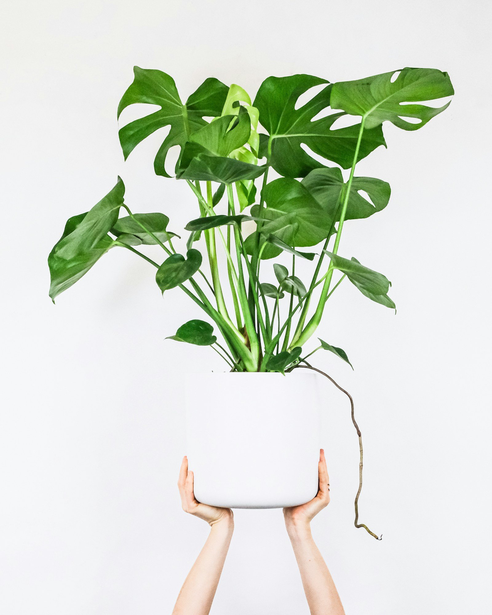 Monstera Deliciosa con sus hojas características en macetero grande