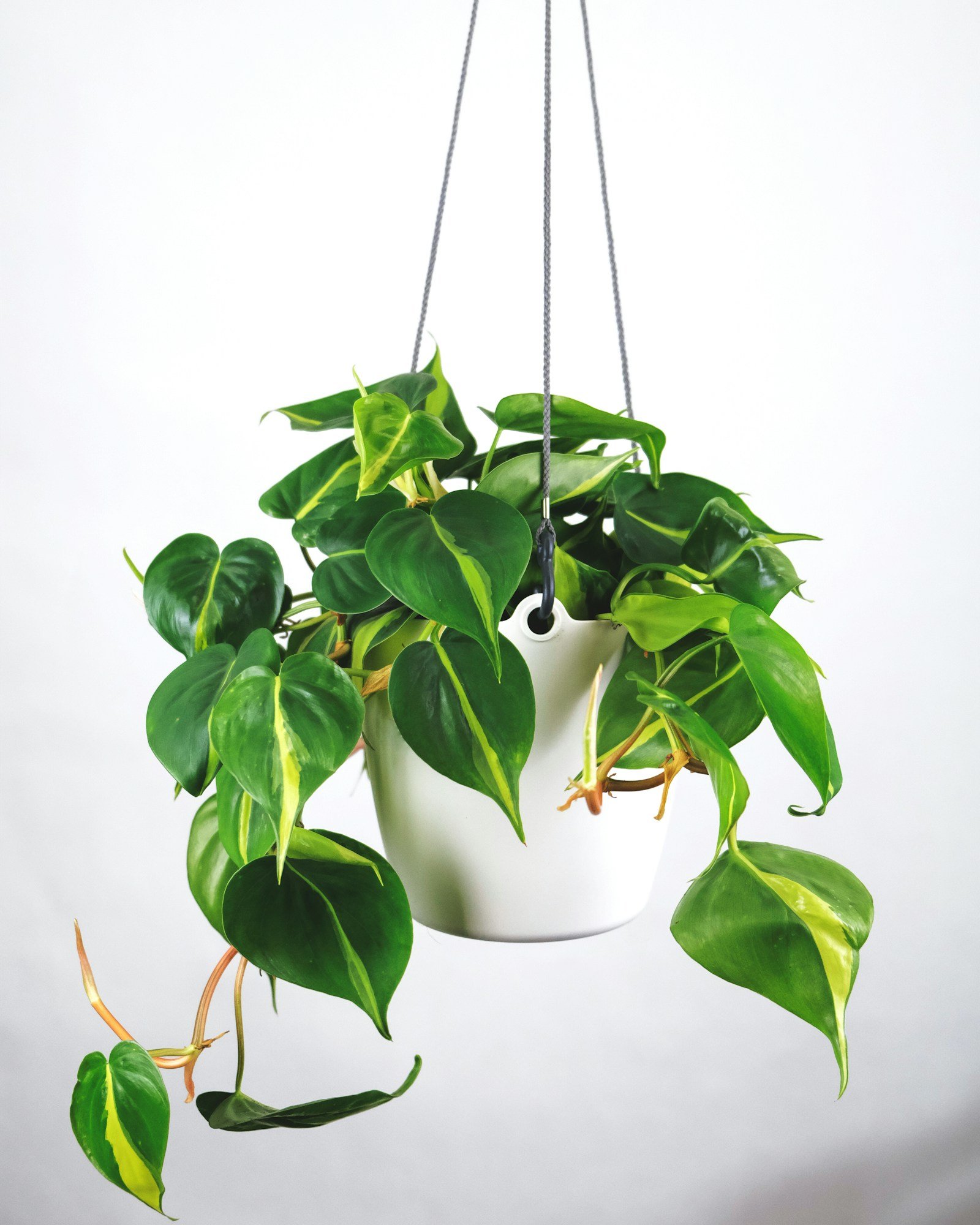 Philodendron en macetero de cerámica blanca, planta tropical de interior