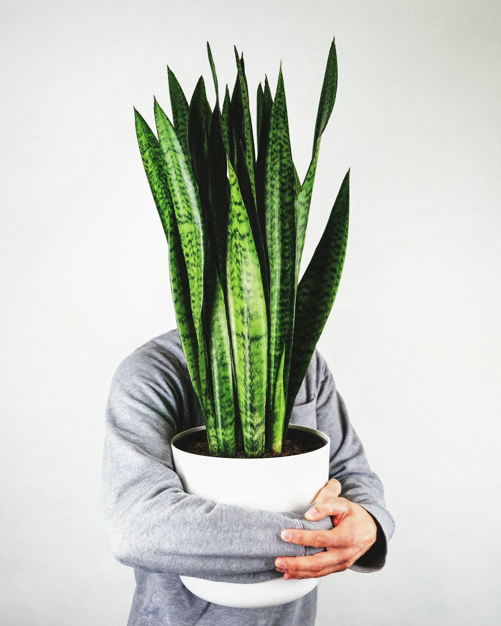 Sansevieria trifasciata o lengua de suegra en macetero blanco