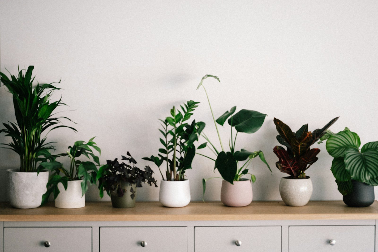 Spathiphyllum o cuna de Moisés con flor blanca característica